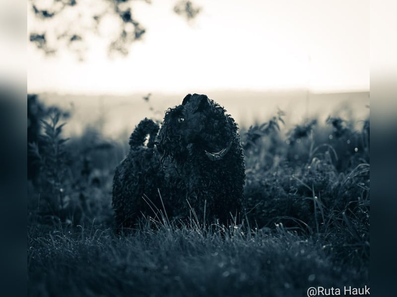 Kerry Blue Terrier Wurf B in Planung – Nun heißt es warten...