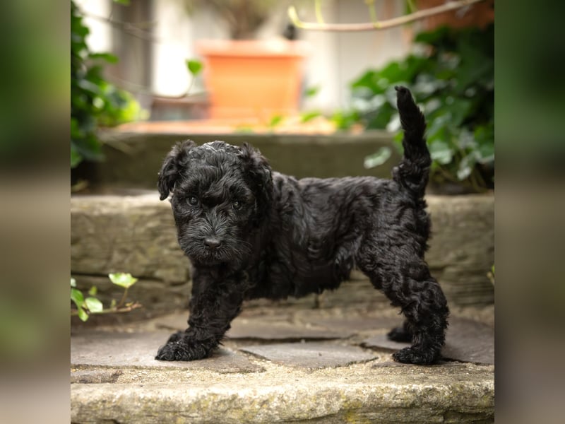 Kerry Blue Terrier - Welpen Drei Schätzjägerinnen suchen noch ihre Familien