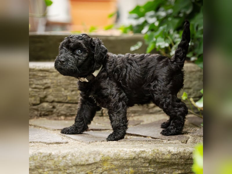Kerry Blue Terrier - Welpen Drei Schätzjägerinnen suchen noch ihre Familien