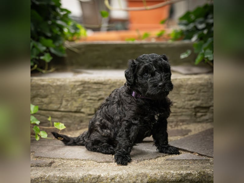 Kerry Blue Terrier - Welpen Drei Schätzjägerinnen suchen noch ihre Familien