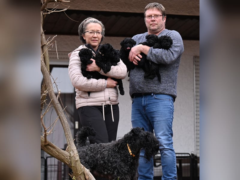 Kerry Blue Terrier Wurf B in Planung – Nun heißt es warten...