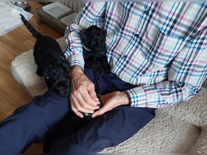 Kerry Blue Terrier Welpen – zu verkaufen