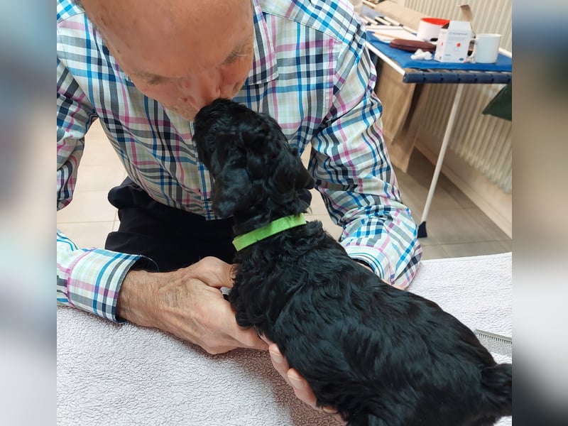 Kerry Blue Terrier Welpen – zu verkaufen