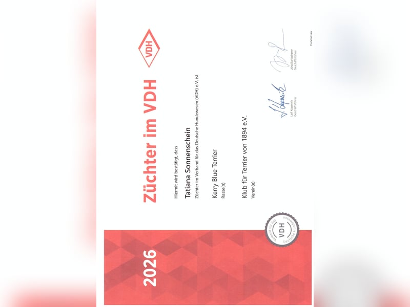 Kerry Blue Terrier Welpen – zu verkaufen