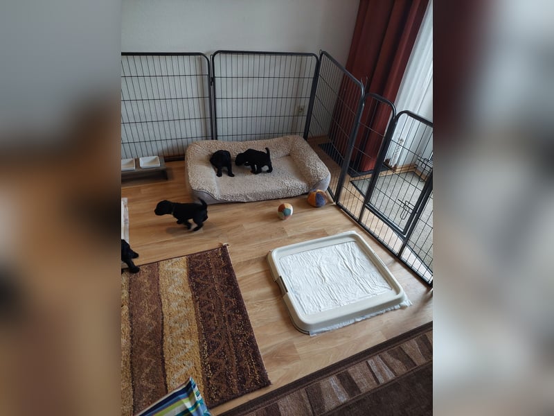 Kerry Blue Terrier Welpen – zu verkaufen