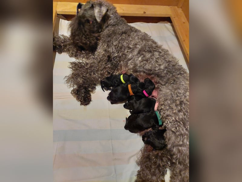 Kerry Blue Terrier Welpen – kleine Kunstwerke auf vier Pfoten suchen ihr Für-immer-Zuhause