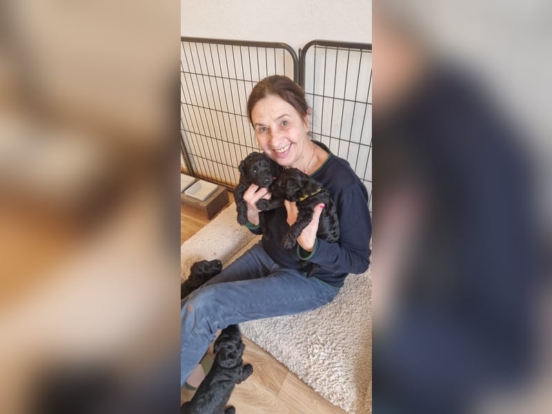 Kerry Blue Terrier Welpen – zu verkaufen