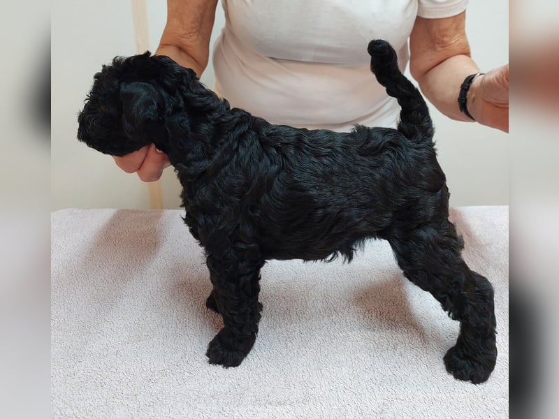 Kerry Blue Terrier Welpen – zu verkaufen