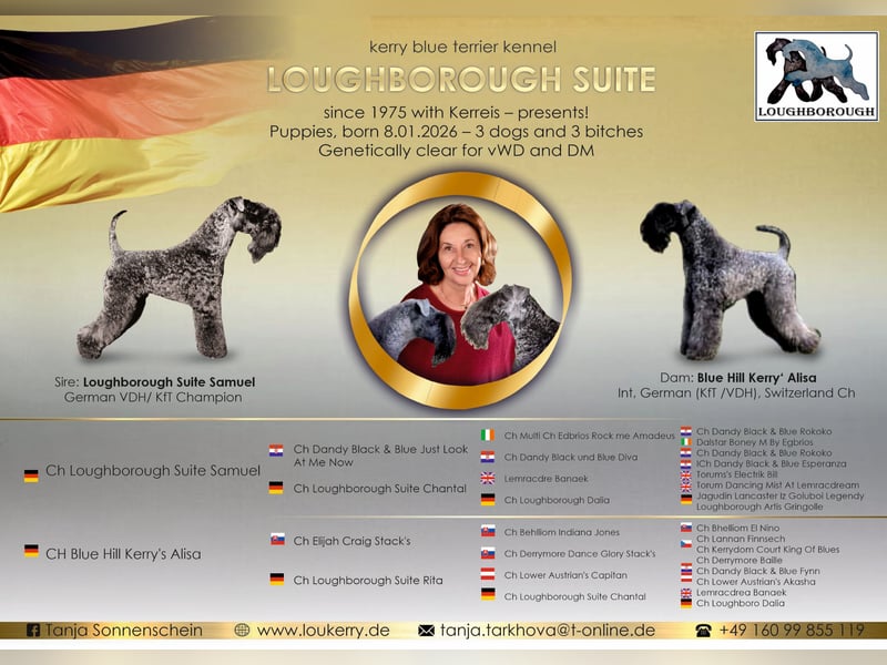 Kerry Blue Terrier Welpen – kleine Kunstwerke auf vier Pfoten suchen ihr Für-immer-Zuhause