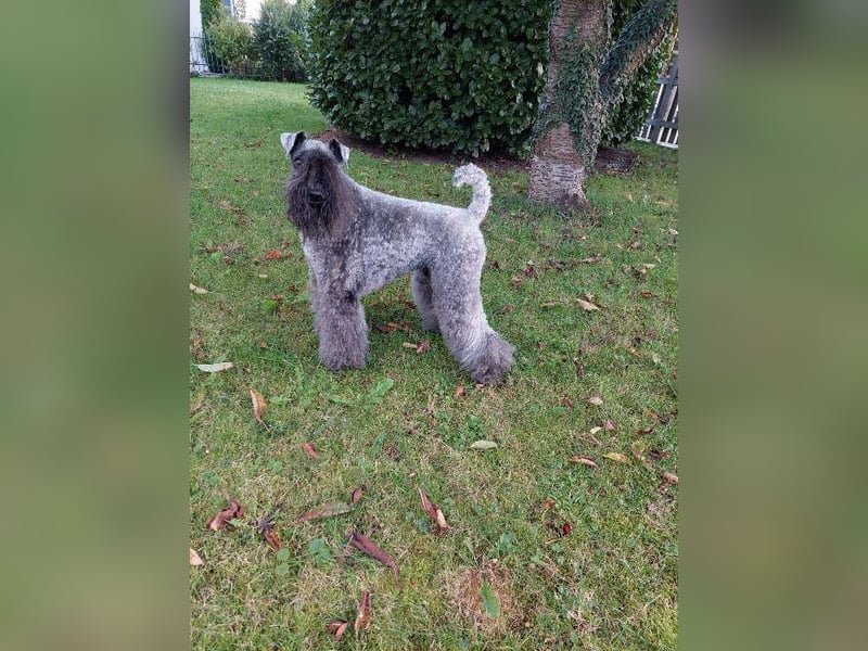 Kerry Blue Terrier Welpen – kleine Kunstwerke auf vier Pfoten suchen ihr Für-immer-Zuhause