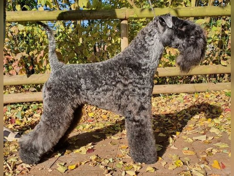Kerry Blue Terrier Welpen – kleine Kunstwerke auf vier Pfoten suchen ihr Für-immer-Zuhause