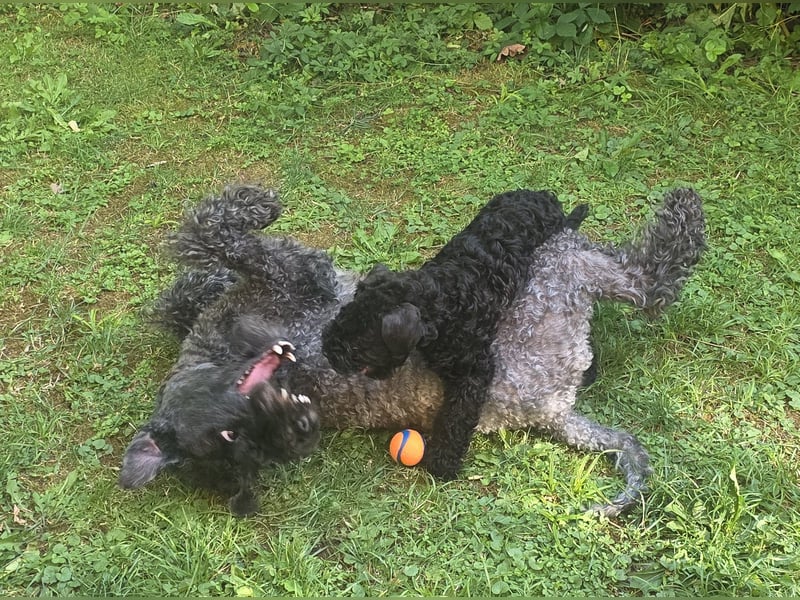 Kerry Blue Terrier Welpe (Rüde) sucht Traumzuhause