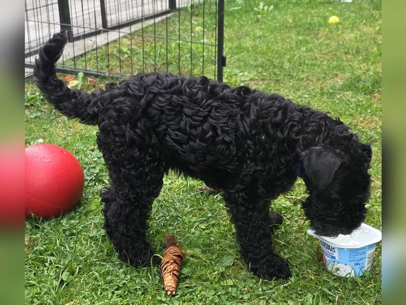 Kerry Blue Terrier Welpe (Rüde) sucht Traumzuhause
