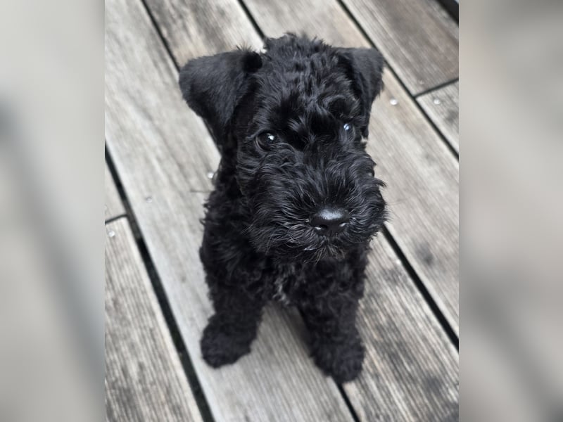 Kerry Blue Terrier Welpe (Rüde) sucht Traumzuhause