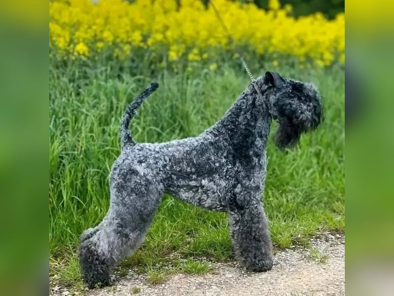 Kerry Blue Terrier Welpen