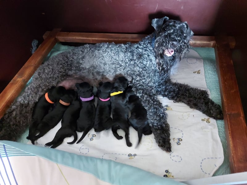 Kerry Blue Terrier Welpen