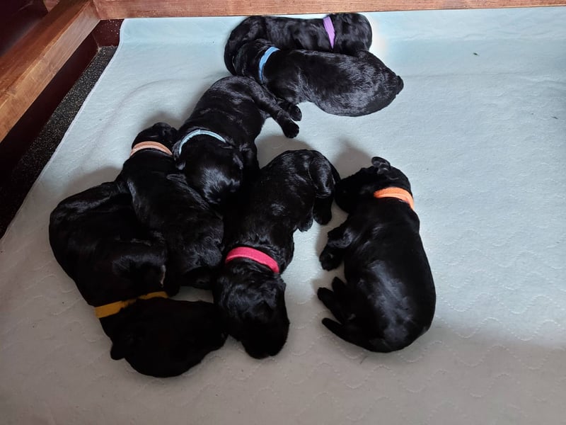 Kerry Blue Terrier Welpen