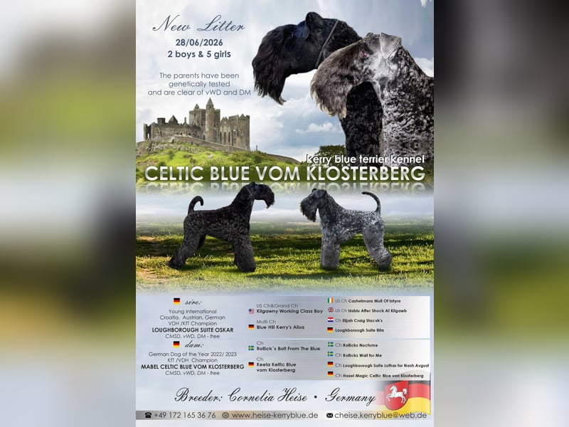 Kerry Blue Terrier Welpen