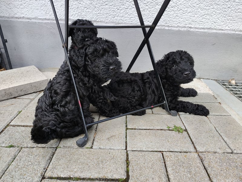 Wir haben Kerry-Blue-Terrier Welpen