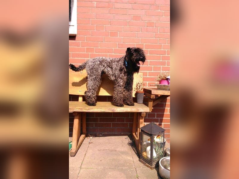 Kerry Blue Terrier Welpen