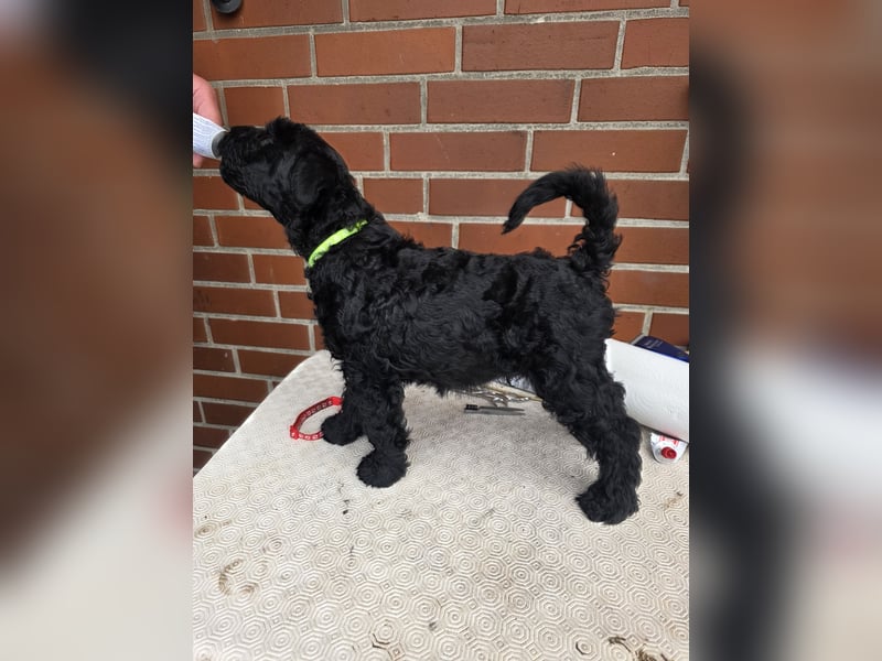 Kerry Blue Terrier Welpen