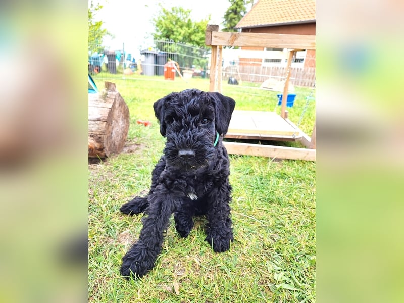 Kerry Blue Terrier Welpen
