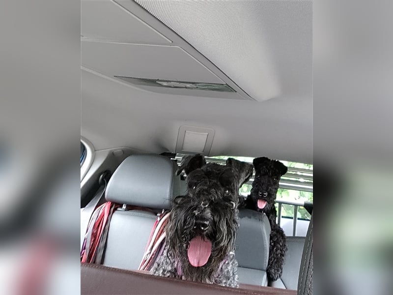 Kerry Blue Terrier Welpen
