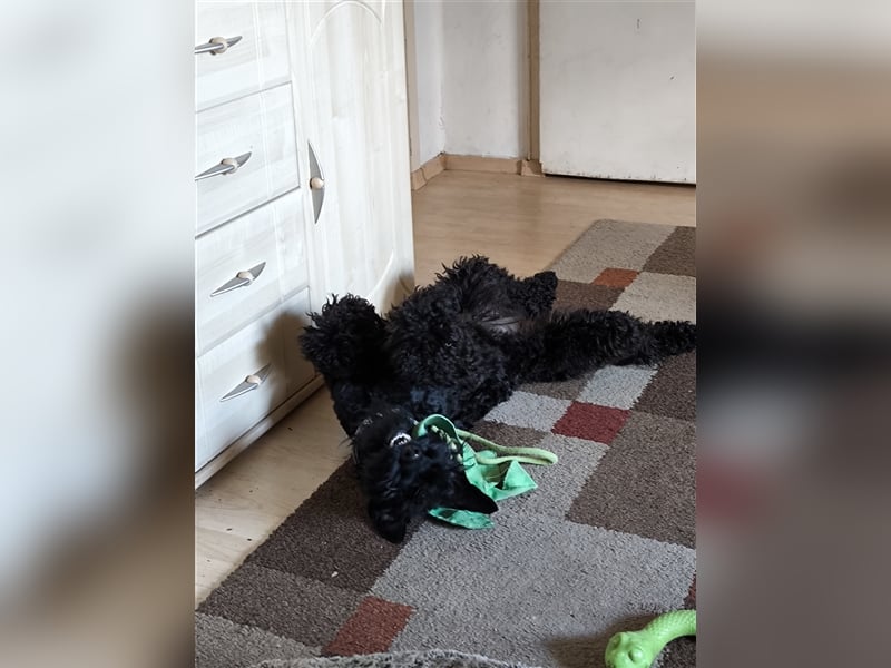 Kerry Blue Terrier Welpen