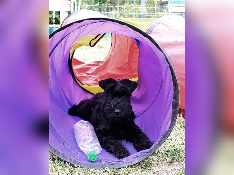 Kerry Blue Terrier Welpen