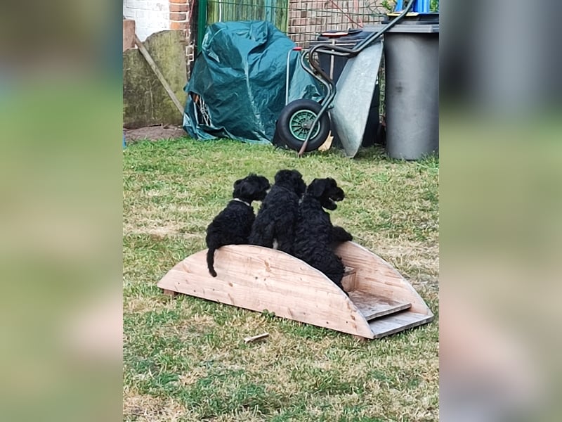 Kerry Blue Terrier Welpen