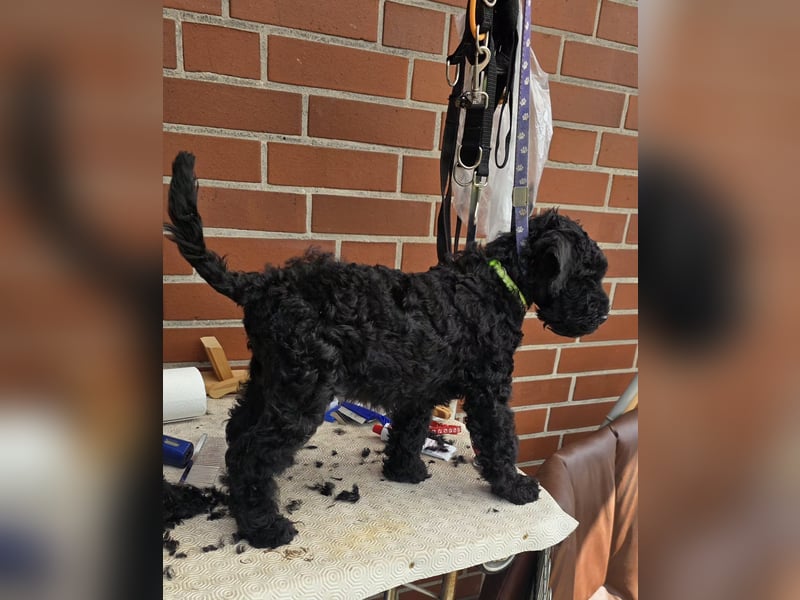 Kerry Blue Terrier Welpen