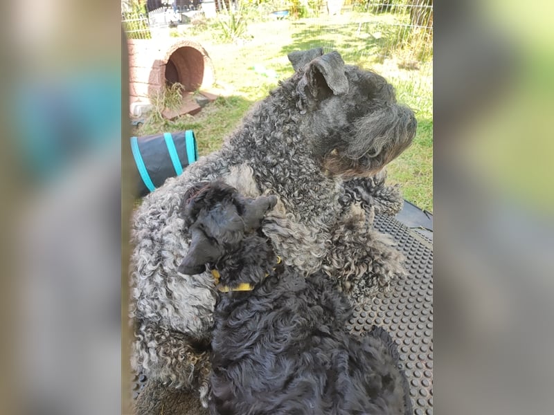 Kerry Blue Terrier Welpen