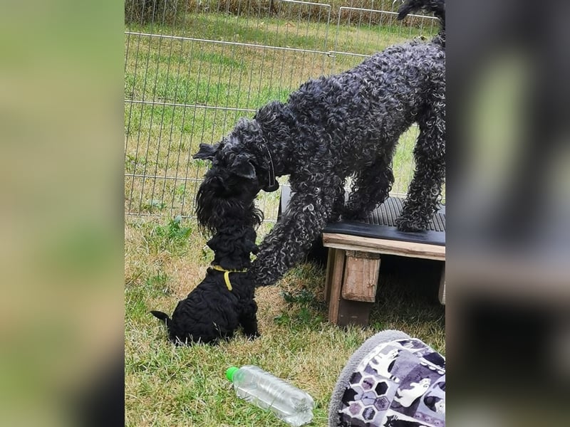 Kerry Blue Terrier Welpen