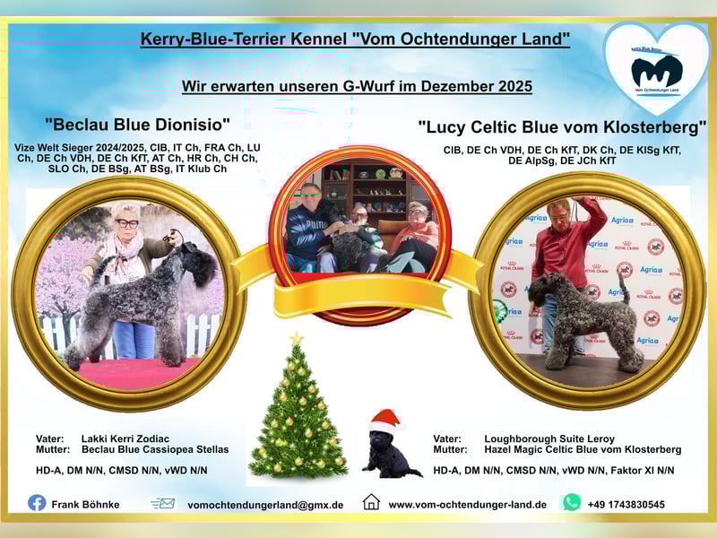 Kerry-Blue-Terrier Welpen im Dezember 2025