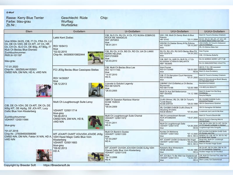 Kerry-Blue-Terrier Welpen im Dezember 2025