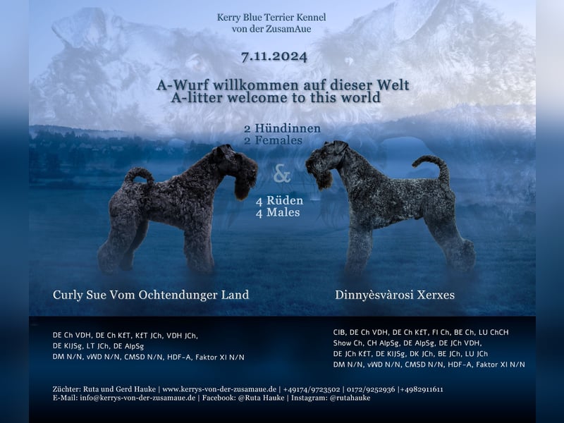 Wir planen 2026 Kerry Blue Terrier Wurf-B