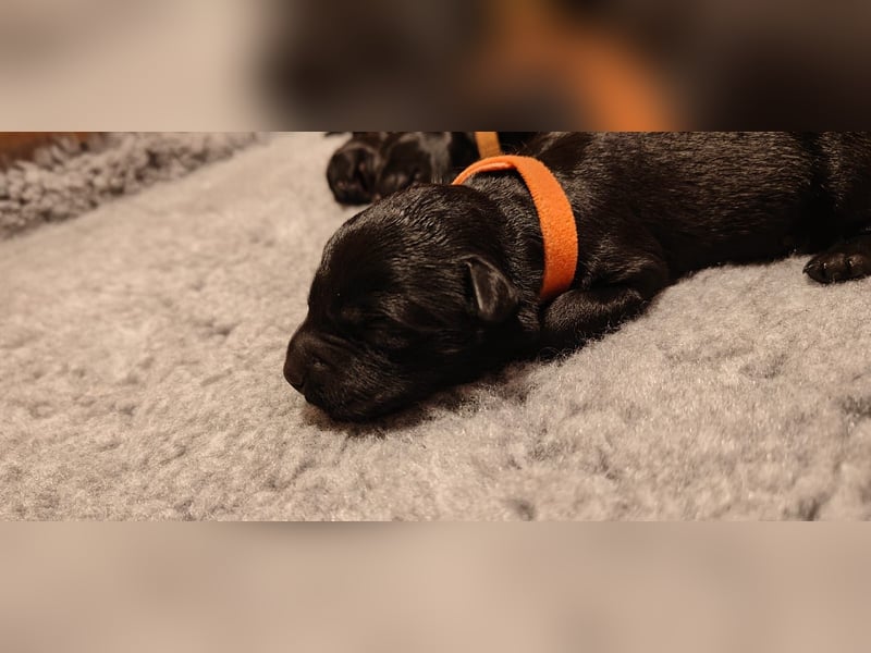 Wir planen 2026 Kerry Blue Terrier Wurf-B