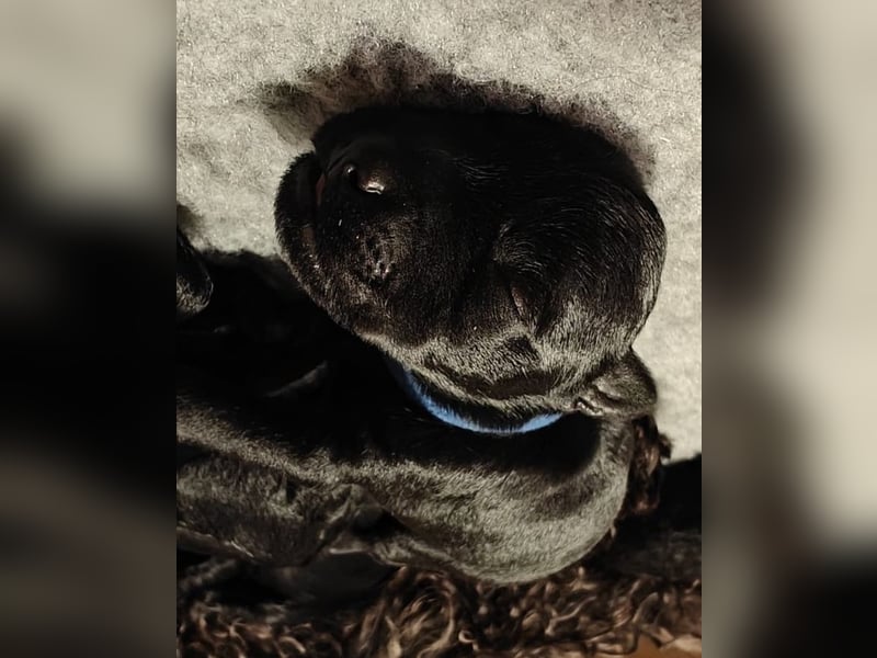 Wir planen 2026 Kerry Blue Terrier Wurf-B