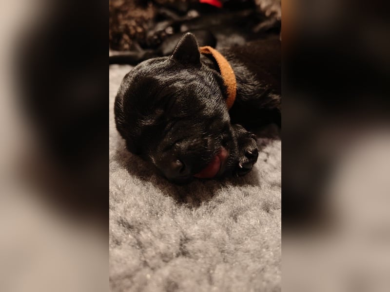 Wir planen 2026 Kerry Blue Terrier Wurf-B