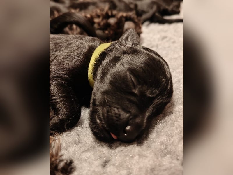 Wir planen 2026 Kerry Blue Terrier Wurf-B