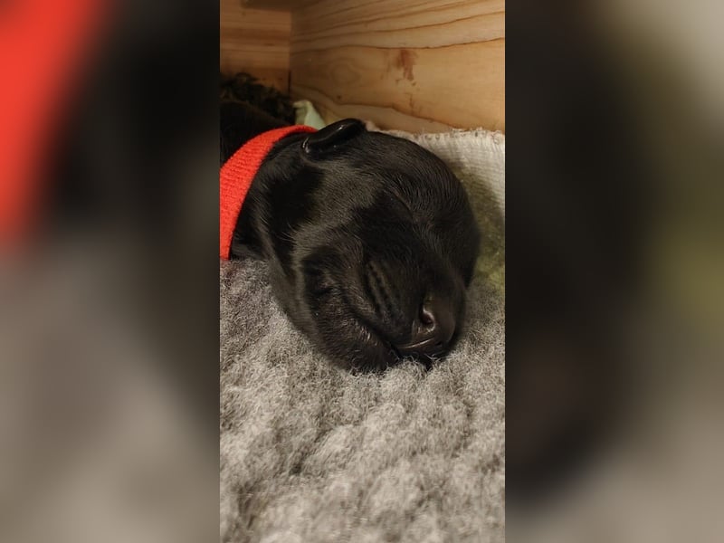 Wir planen 2026 Kerry Blue Terrier Wurf-B