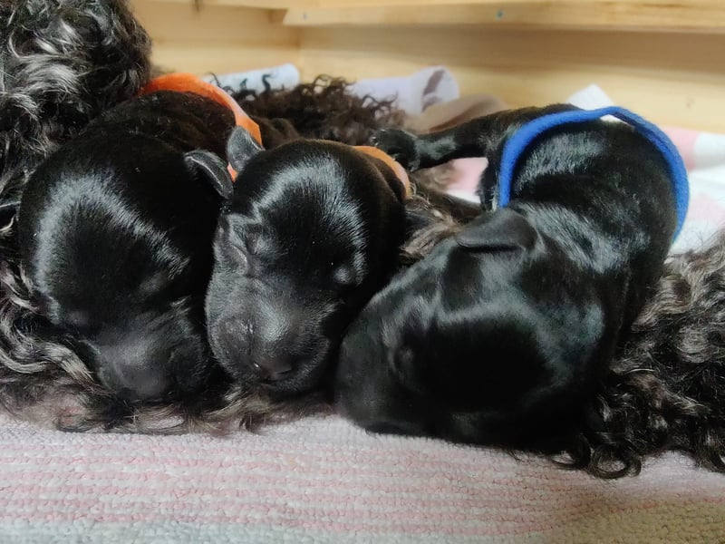 Wir planen 2026 Kerry Blue Terrier Wurf-B