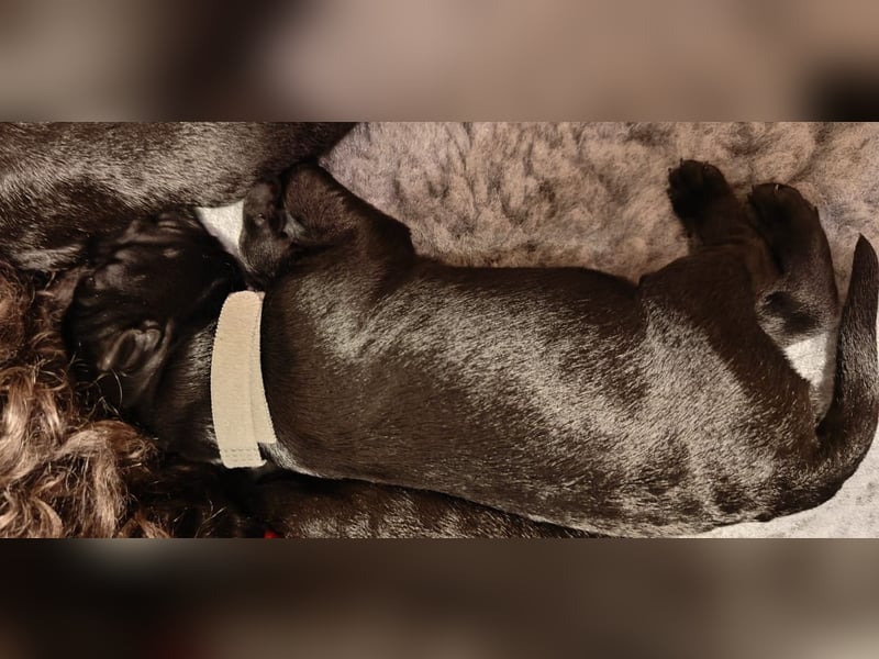 Wir planen 2026 Kerry Blue Terrier Wurf-B