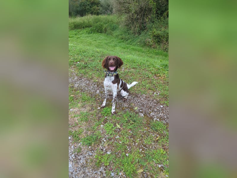 Kleiner Münsterländer Ernie 1 Jahr