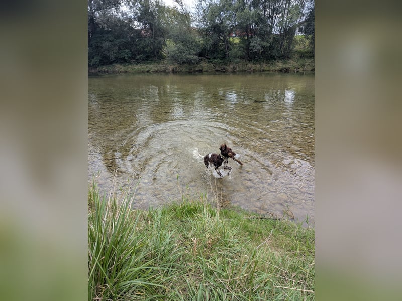 Kleiner Münsterländer Ernie 1 Jahr