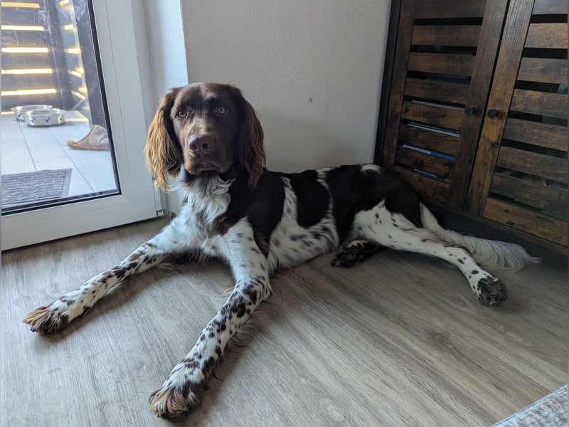 Kleiner Münsterländer Ernie 1 Jahr