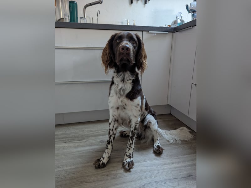 Kleiner Münsterländer Ernie 1 Jahr