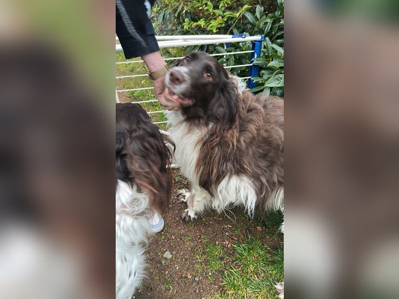 Melody Kleiner Münsterländer mit schwerem Schicksalsschlag