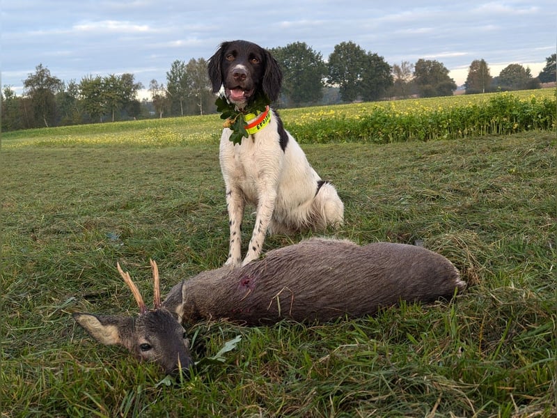 Perfekte Jagdpartner, Kleiner Münsterländer, jagdlich geführt
