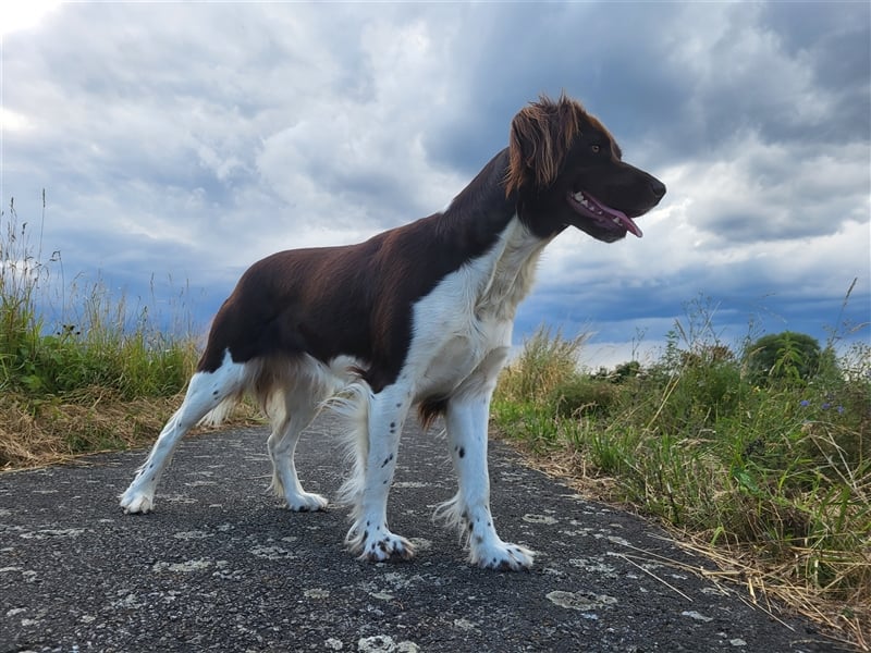 Kleine Münsterländer Welpen